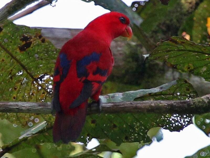 Red Lory