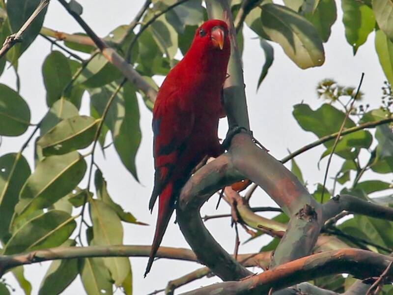 Red Lory, Photos 3