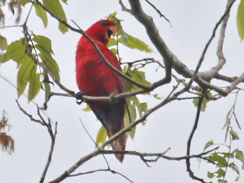 Red Lory, Photos 2