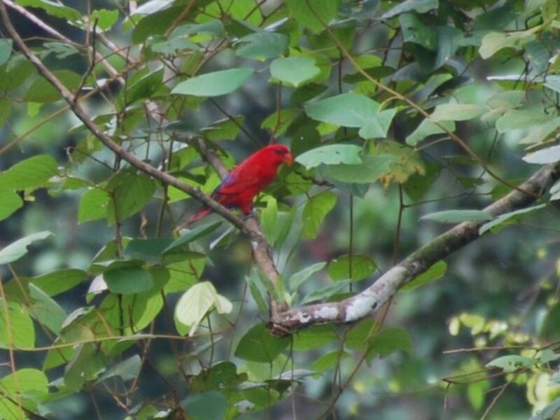 Red Lory, Photos 4