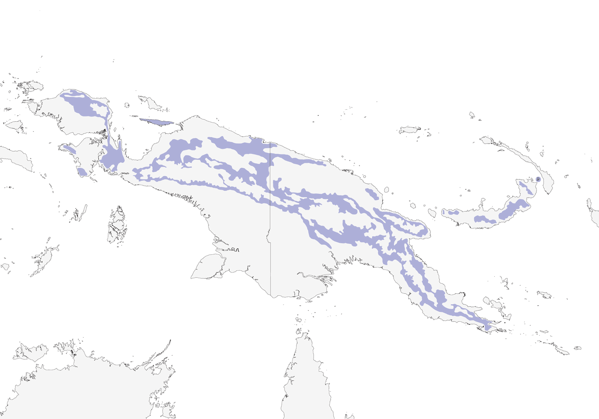 Myzomèle écarlate, Distribution 1