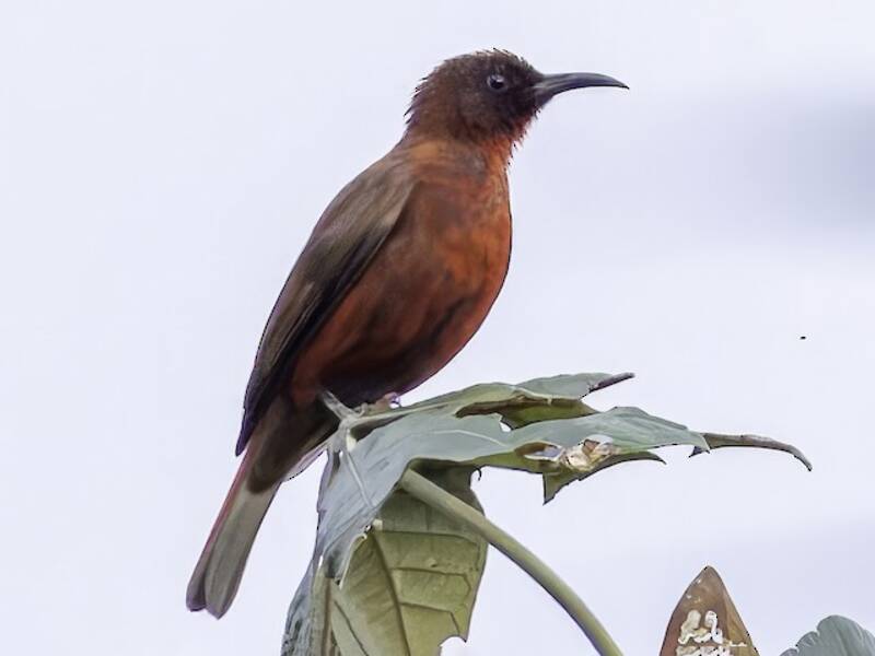 Reddish Myzomela