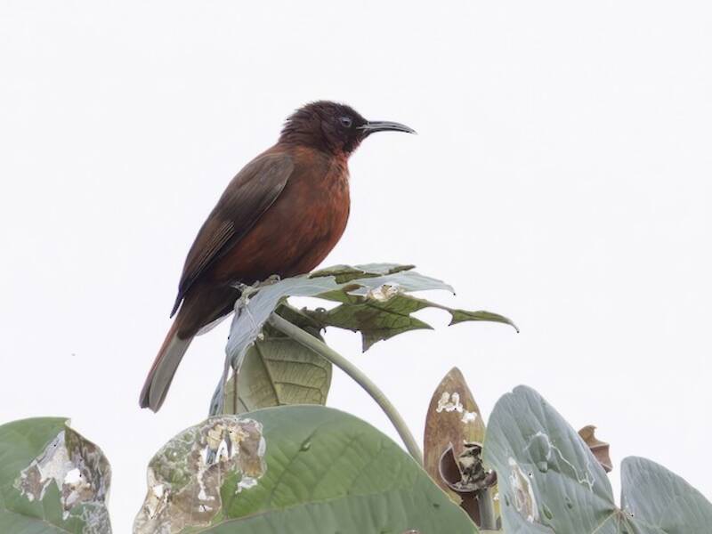 Reddish Myzomela, Photos 2