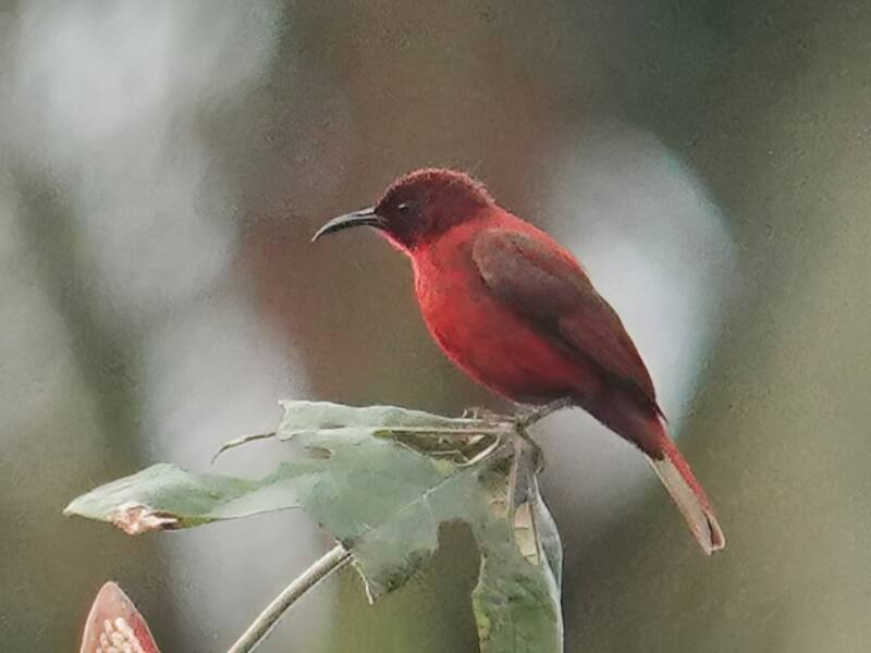 Reddish Myzomela, Photos 3