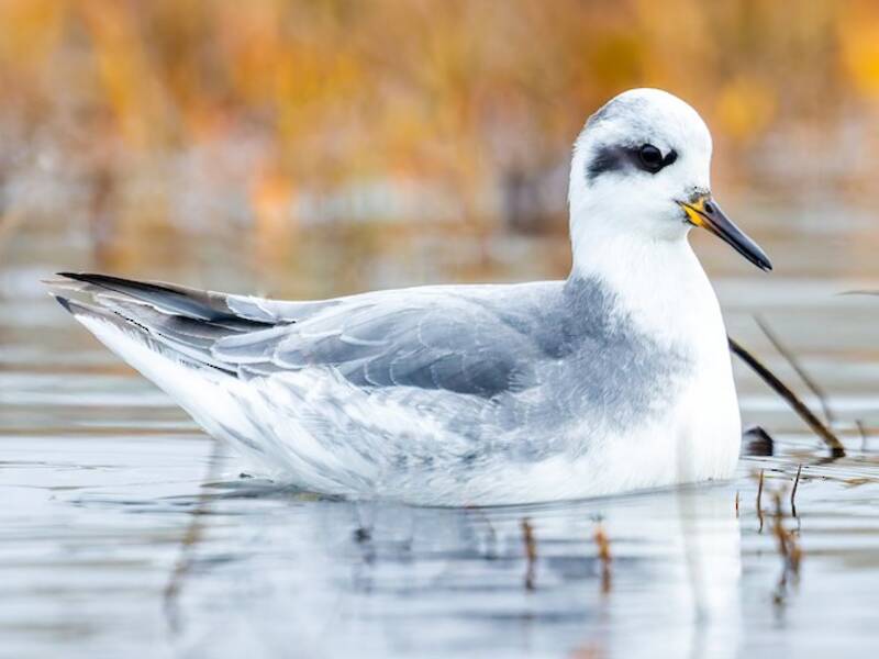 Red Phalarope, Photos 2