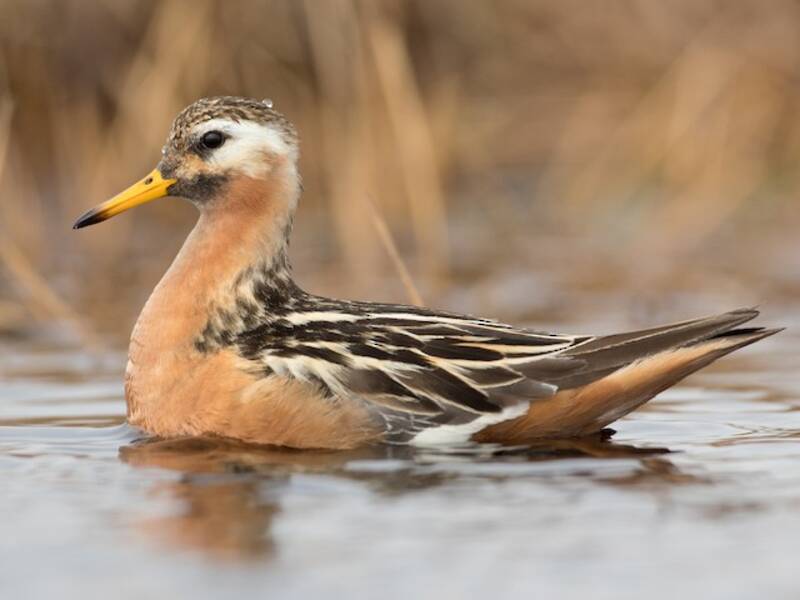 Red Phalarope