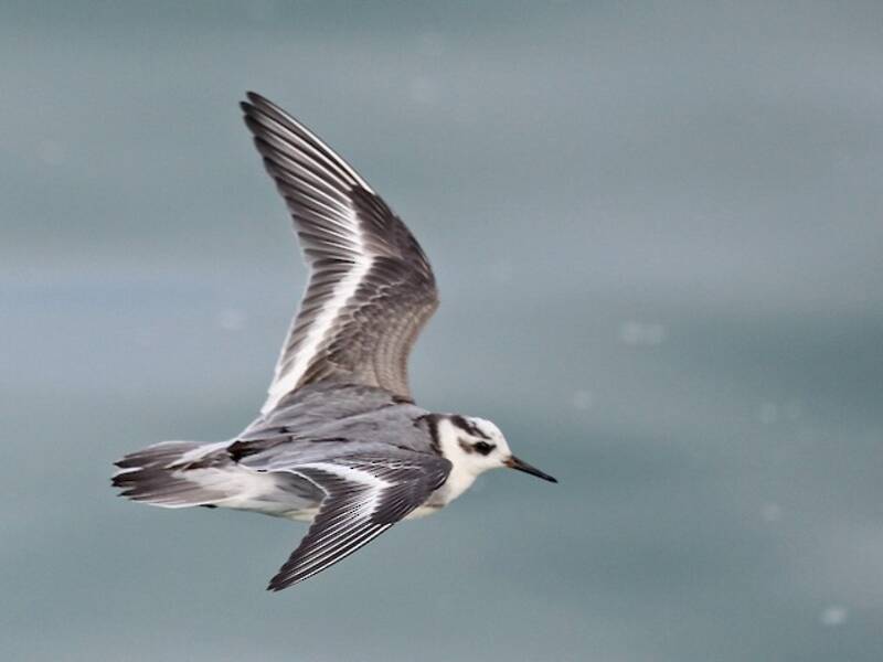Red Phalarope, Photos 4
