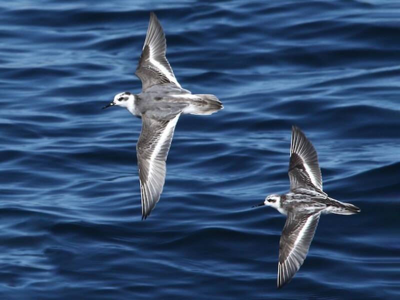 Red Phalarope, Photos 3