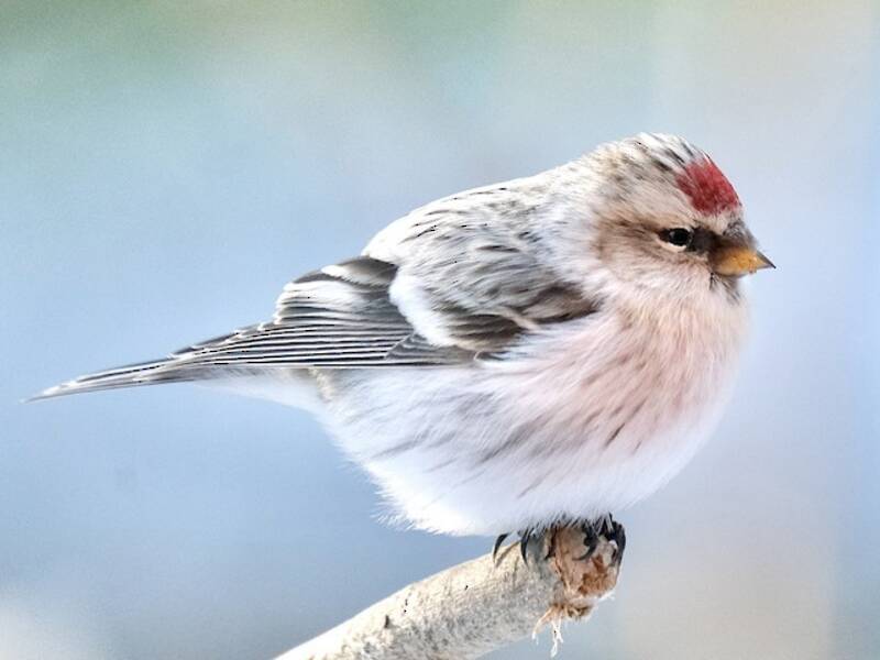 Organetto, Foto 4