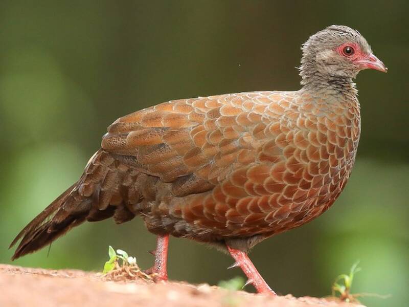 Red Spurfowl, Photos 4