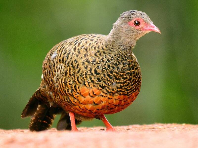 Red Spurfowl, Photos 3