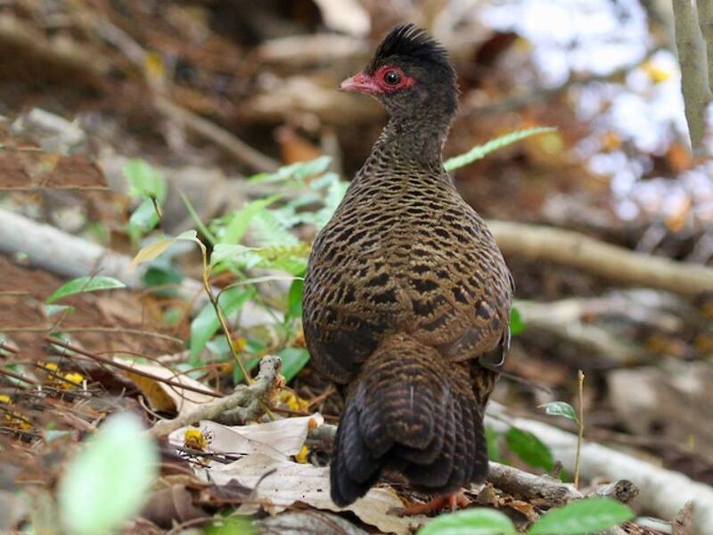 Red Spurfowl, Photos 2