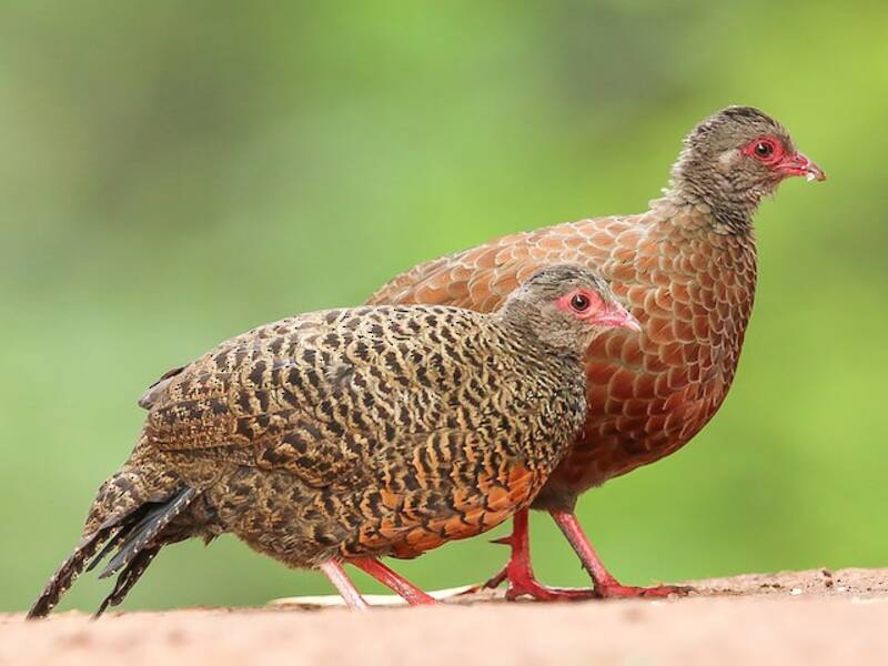 Red Spurfowl