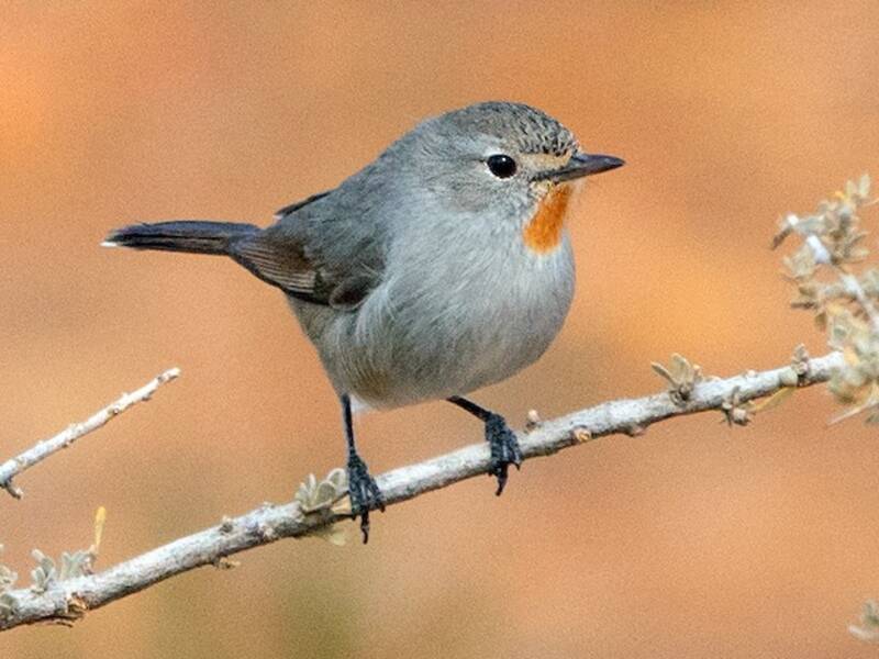 Redthroat