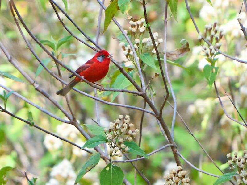 Red Warbler (Cardellina rubra)