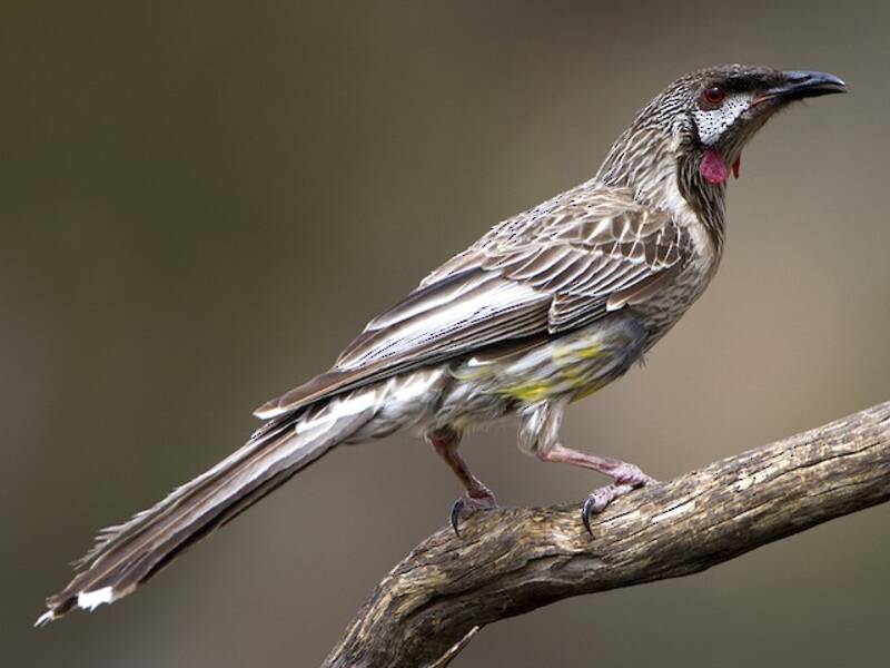 Red Wattlebird, Photos 3