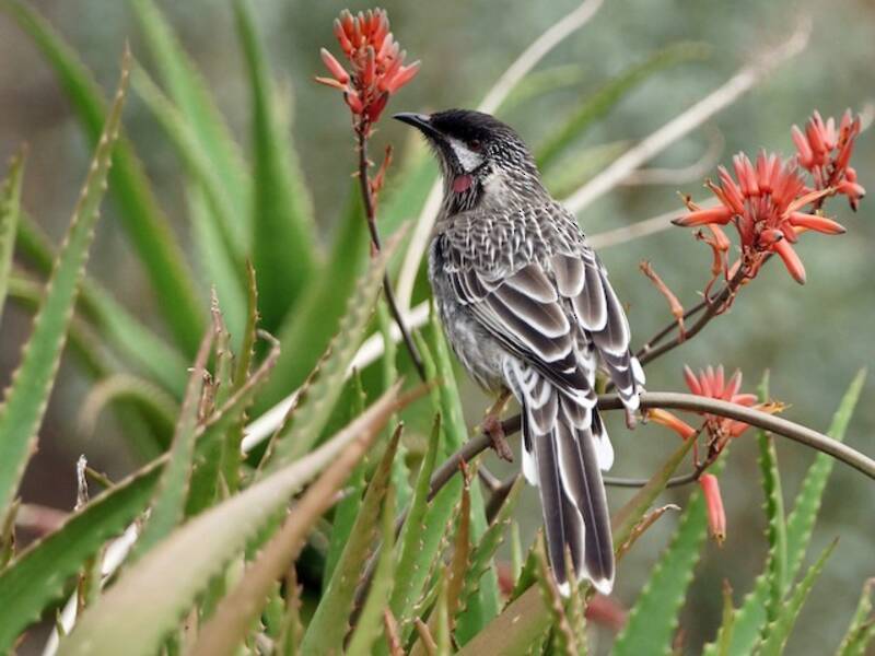 Red Wattlebird, Photos 2