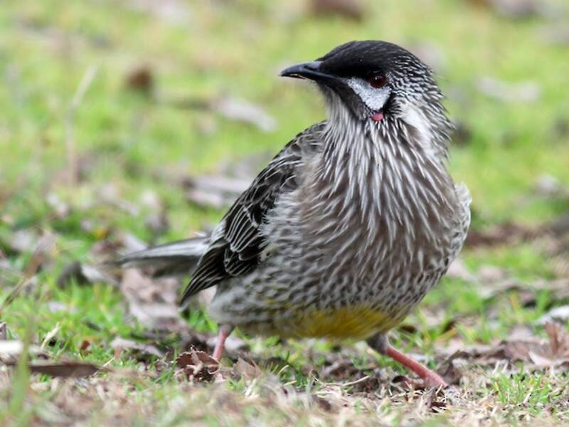 Red Wattlebird (Anthochaera carunculata)