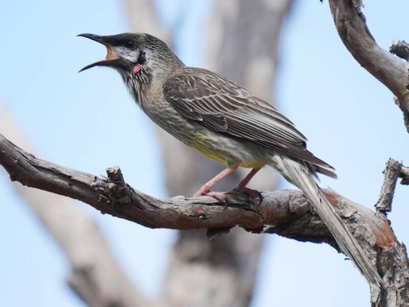 Red Wattlebird, Photos 4