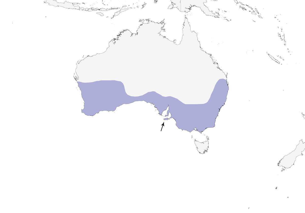Red Wattlebird, Distribution 1