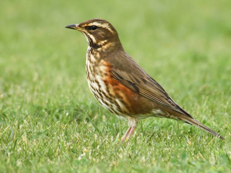 Redwing (Turdus iliacus)