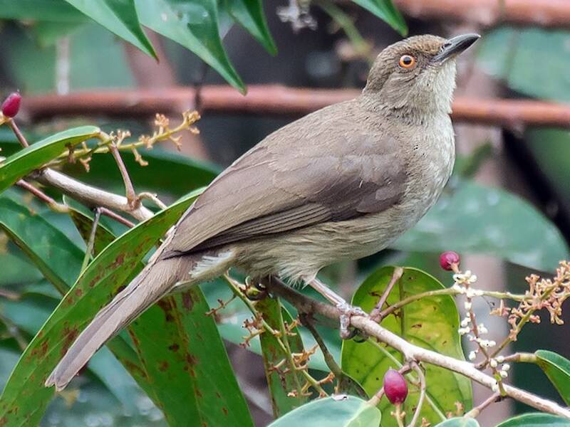 Bulbul de Ojos Rojos