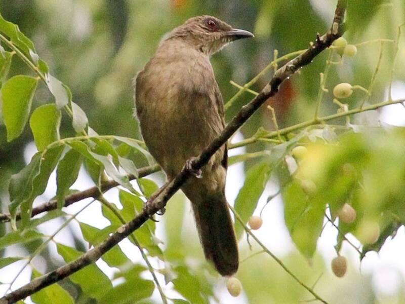 Bulbul de Ojos Rojos, Fotos 2