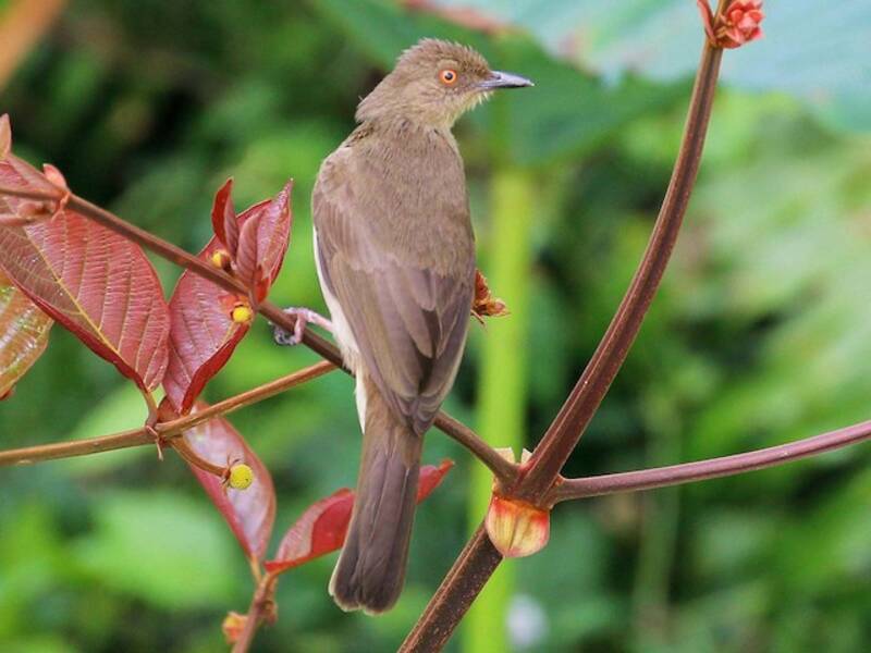 Bulbul de Ojos Rojos, Fotos 3