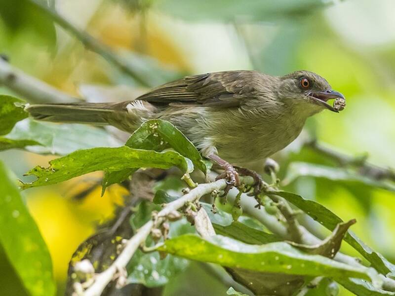 Bulbul de Ojos Rojos, Fotos 4