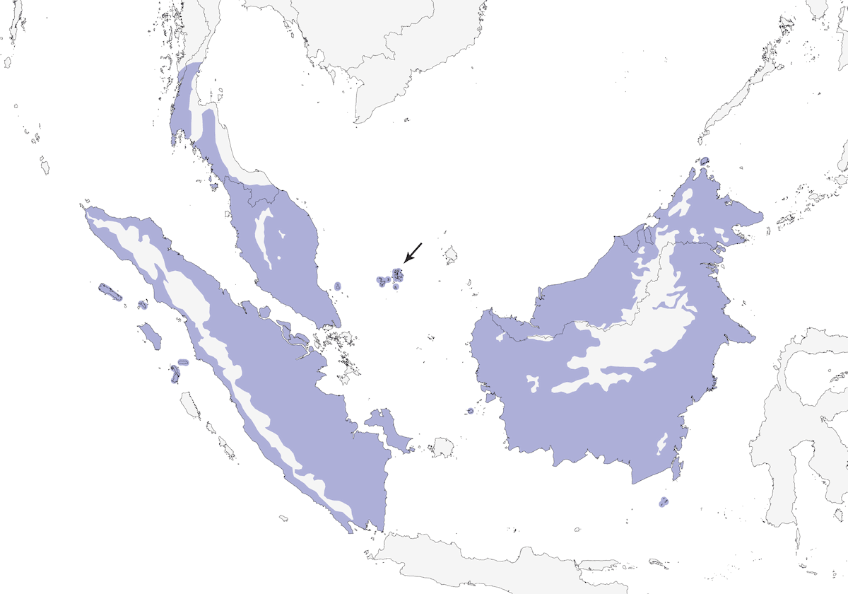 Bulbul de Ojos Rojos, Distribución 1