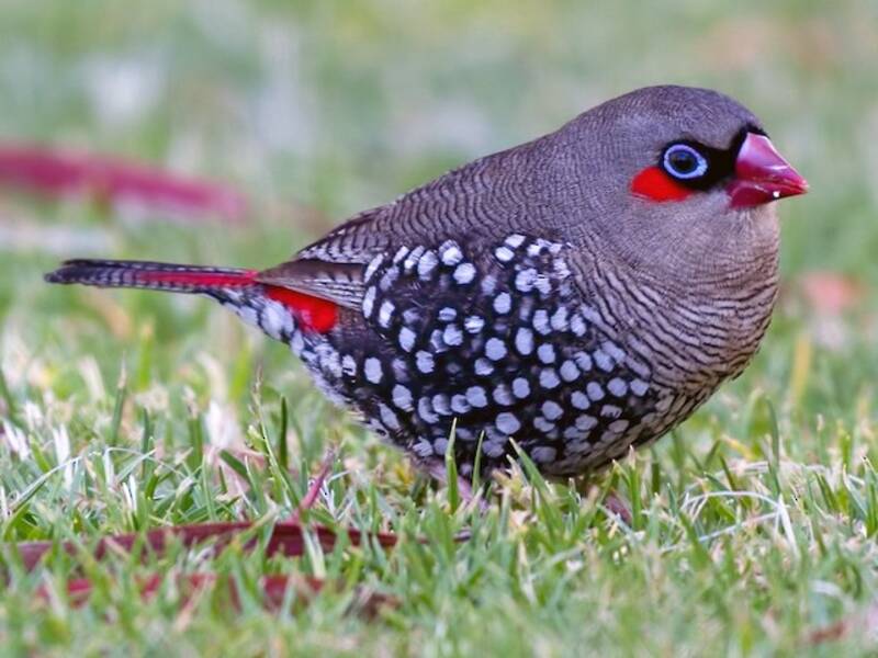 Red-eared Firetail