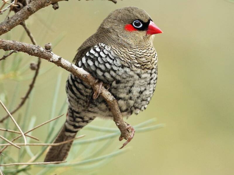 Red-eared Firetail, Photos 4