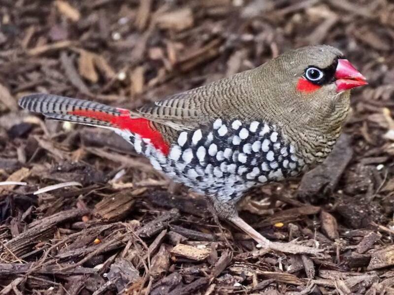 Red-eared Firetail, Photos 2