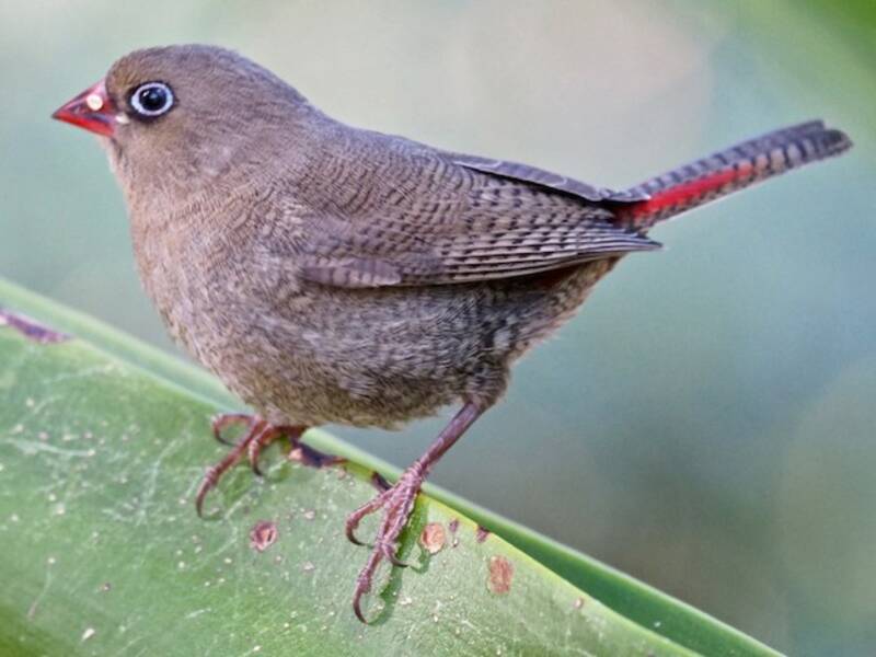 Red-eared Firetail, Photos 3