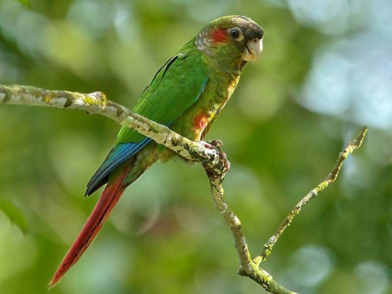 Conure à oreilles rouges, Photos 3