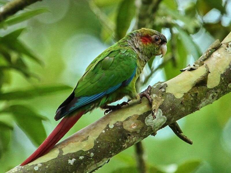 Conure à oreilles rouges