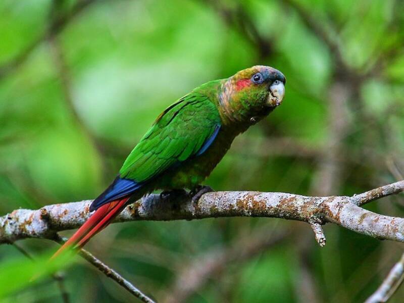 Conure à oreilles rouges, Photos 2