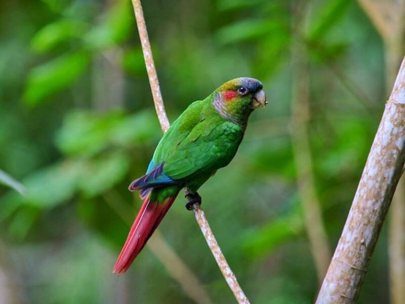 Conure à oreilles rouges, Photos 4