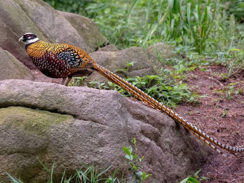 Reeves's Pheasant