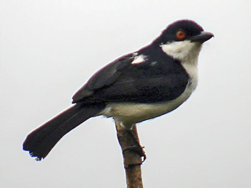 Red-eyed Puffback