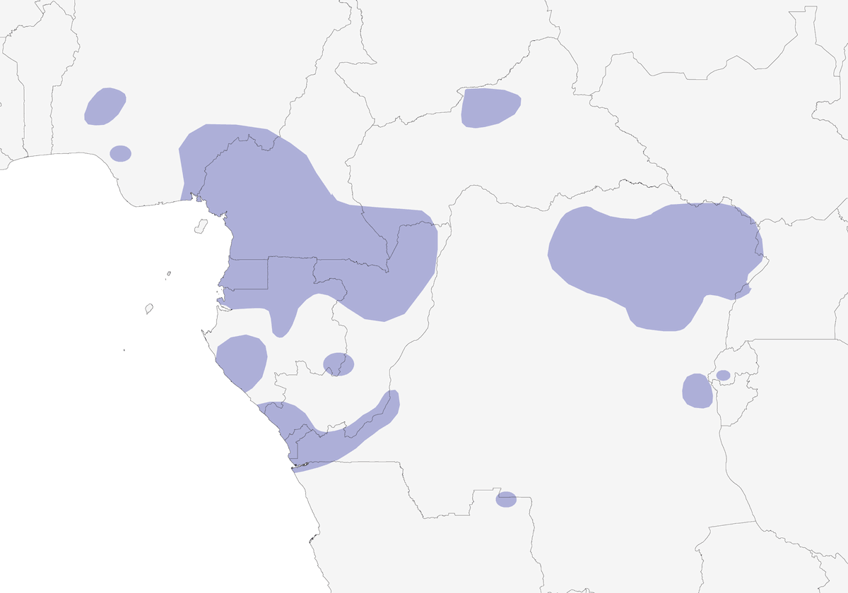 Cubla à œil rouge, Distribution 1