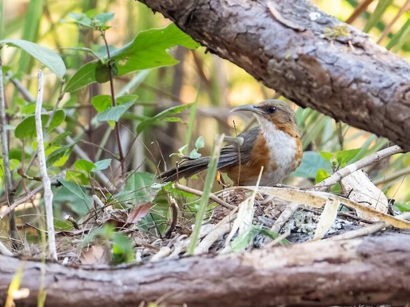 Garrulo a scimitarra occhiorosso, Foto 4