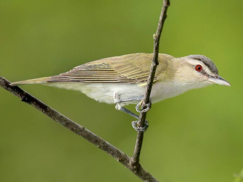 Red-eyed Vireo, Photos 4