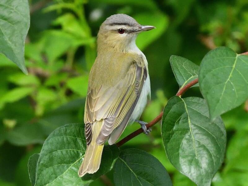 Red-eyed Vireo, Photos 2