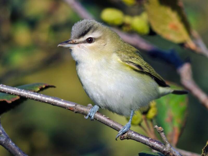 Red-eyed Vireo, Photos 3