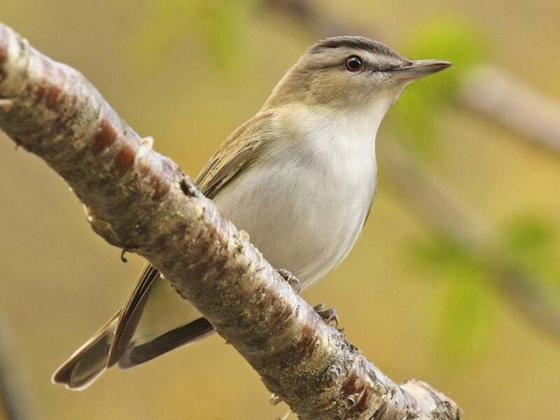 Vireo occhirossi