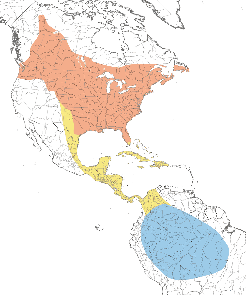 Red-eyed Vireo, Distribution 1