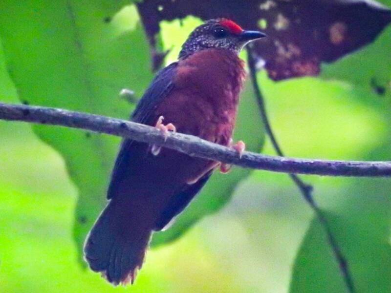 Red-fronted Antpecker, Photos 3