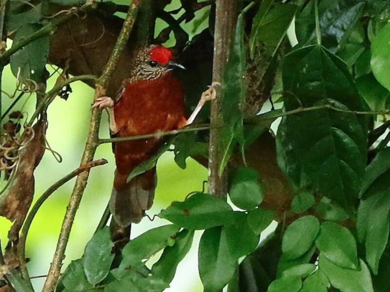 Red-fronted Antpecker