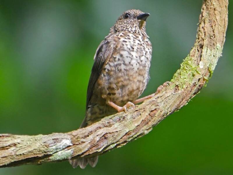 Red-fronted Antpecker, Photos 2